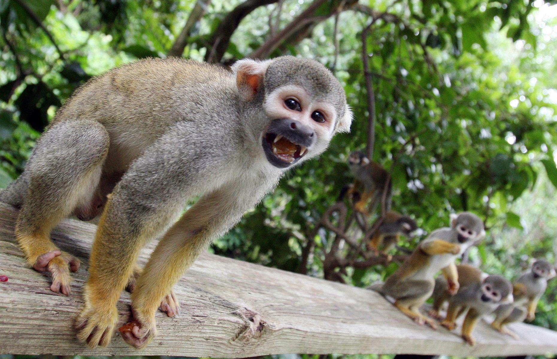 Now: Monkey Jungle, Miami